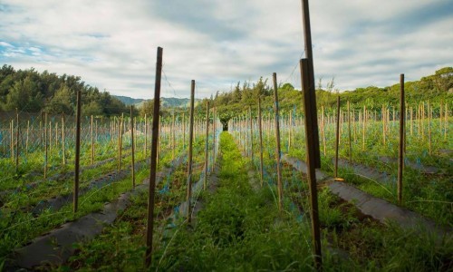 Farm3_gallery Farm3_gallery