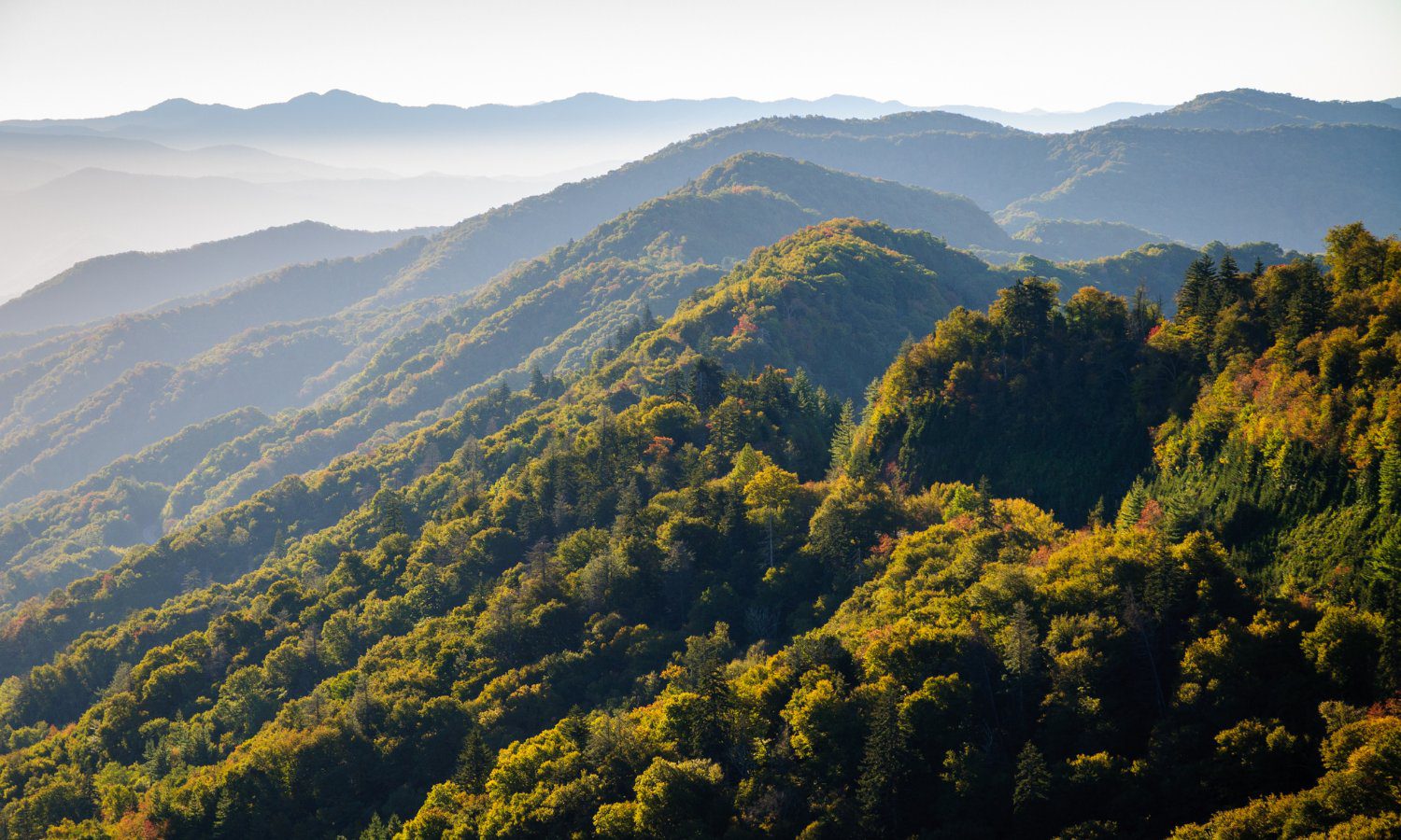 mist over the green trees of the smoky mountains