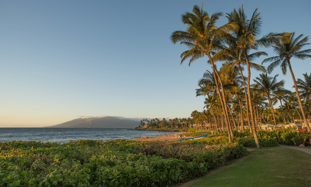 palm trees and coast line in Hawaii