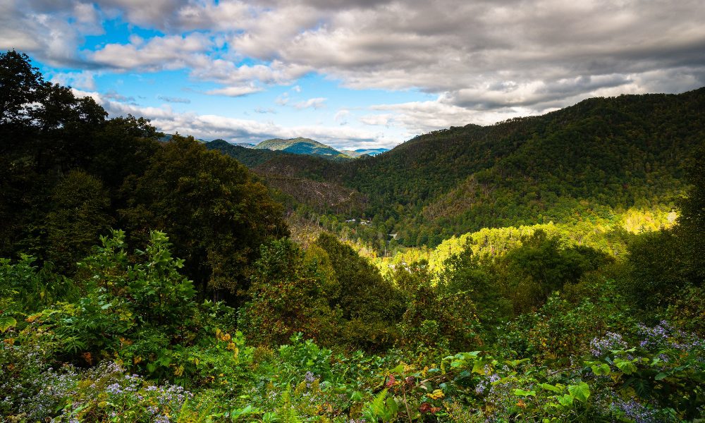 sunlight hitting a spot of trees in the smoky mountains