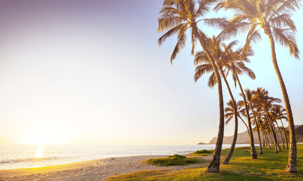 idyllic photo of a oahu beach with palm trees